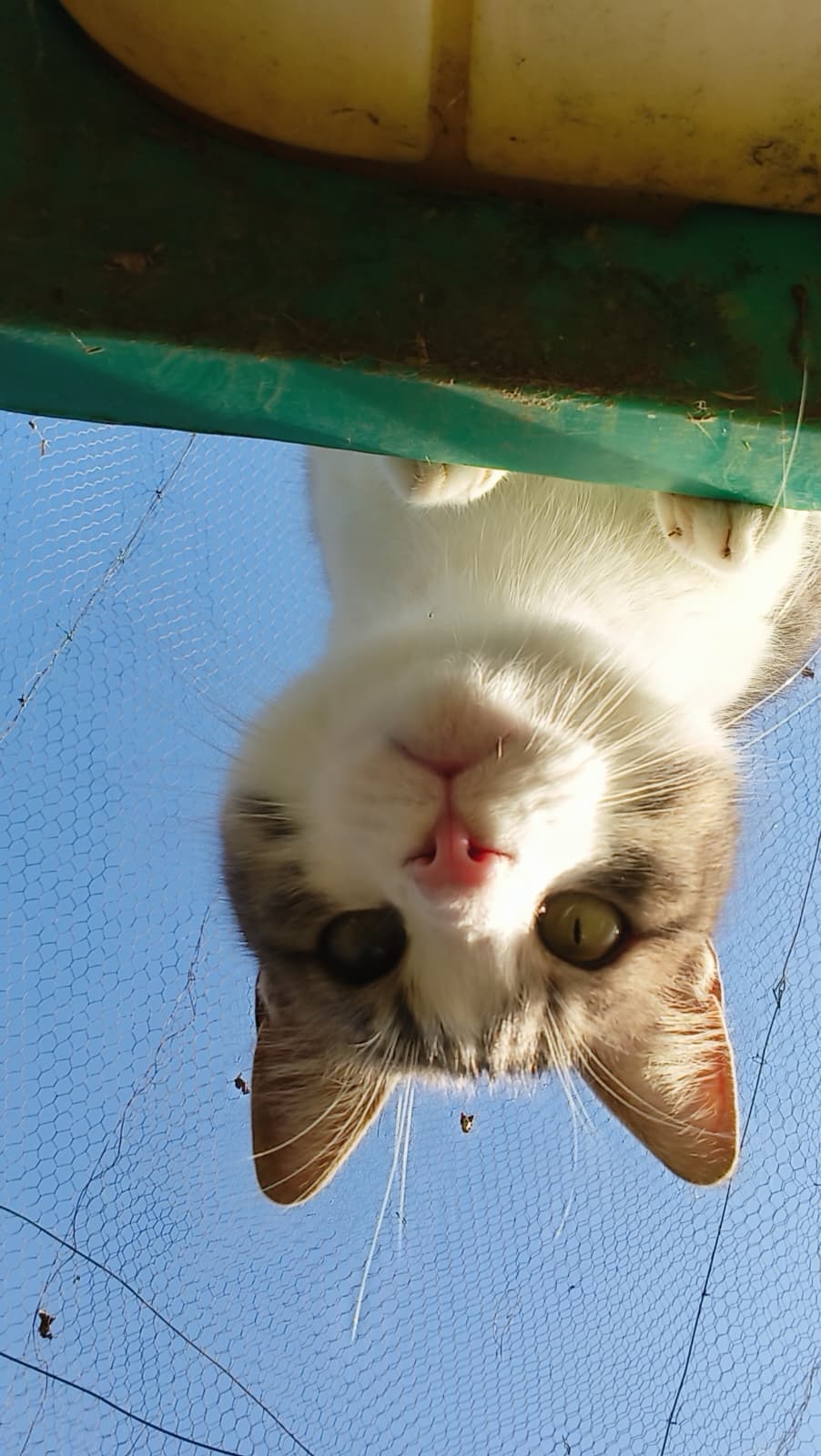 Volontariato con i gatti